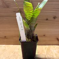 モンステラ デリシオーサ 'バルバソー' | GREEN LUCK