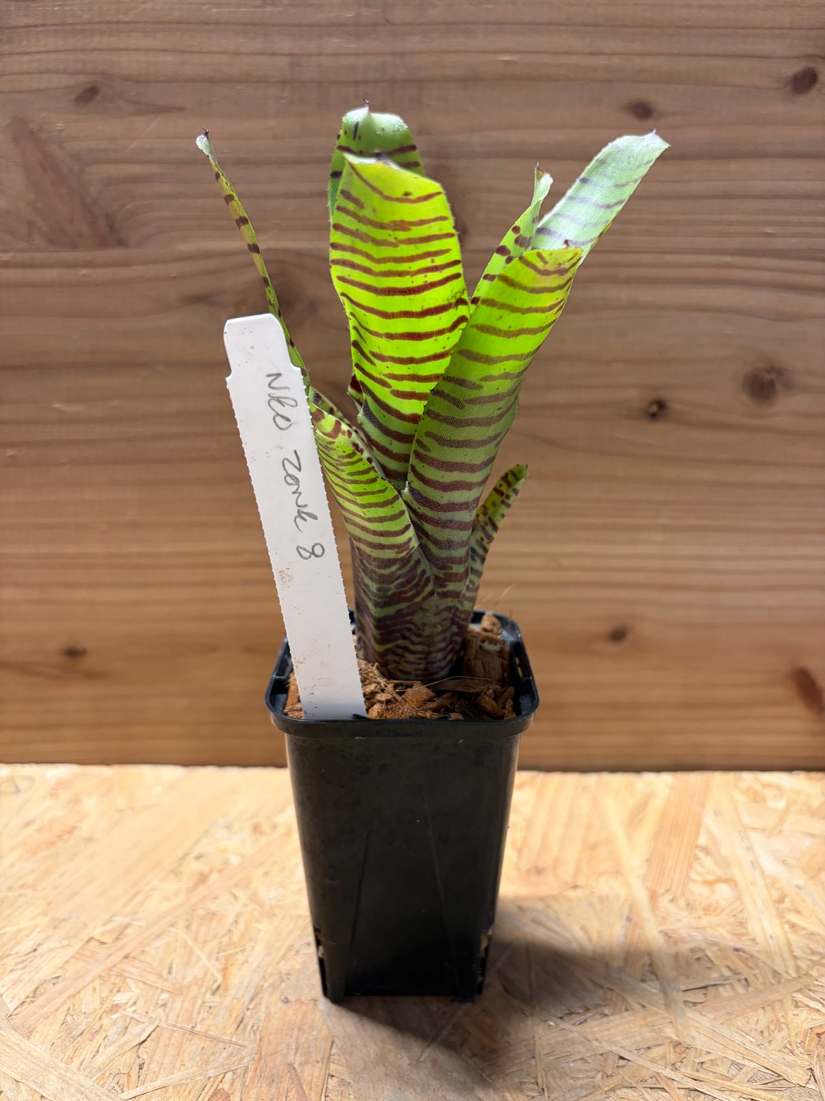 ネオレゲリア 'ゾーン8' | GREEN LUCK