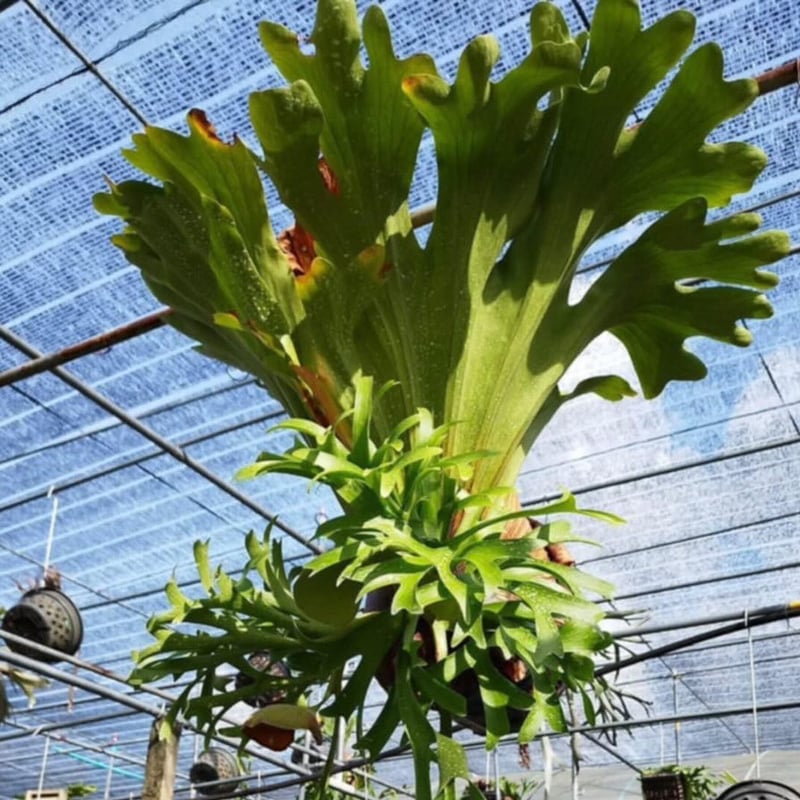 ビカクシダ コロナリウム カーソン | GREEN LUCK