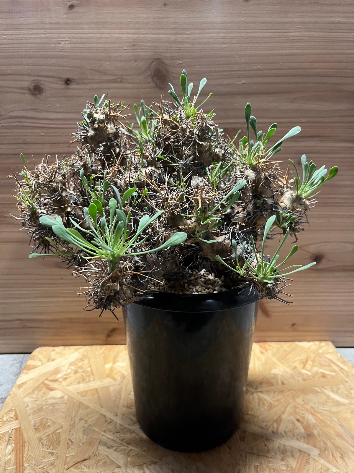 オトンナ ユーフォルビオイデス 黒鬼城 大株 | GREEN LUCK