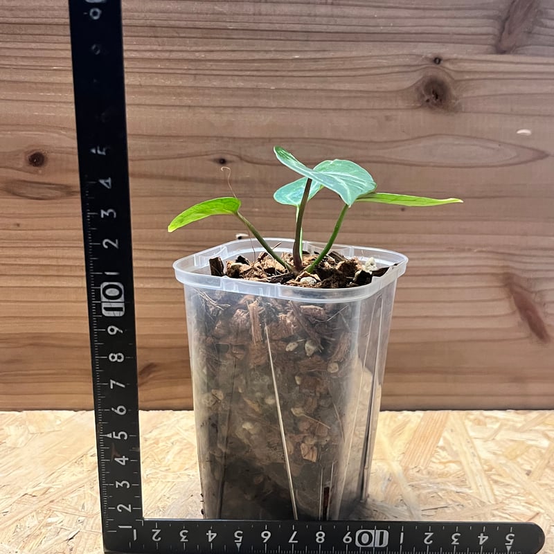 アンスリウム 'エンジェルズドリーム' | GREEN LUCK