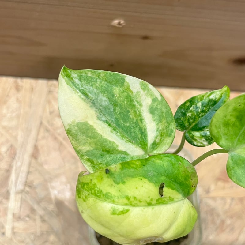 アンスリウム クラリネルビウム 斑入り | GREEN LUCK