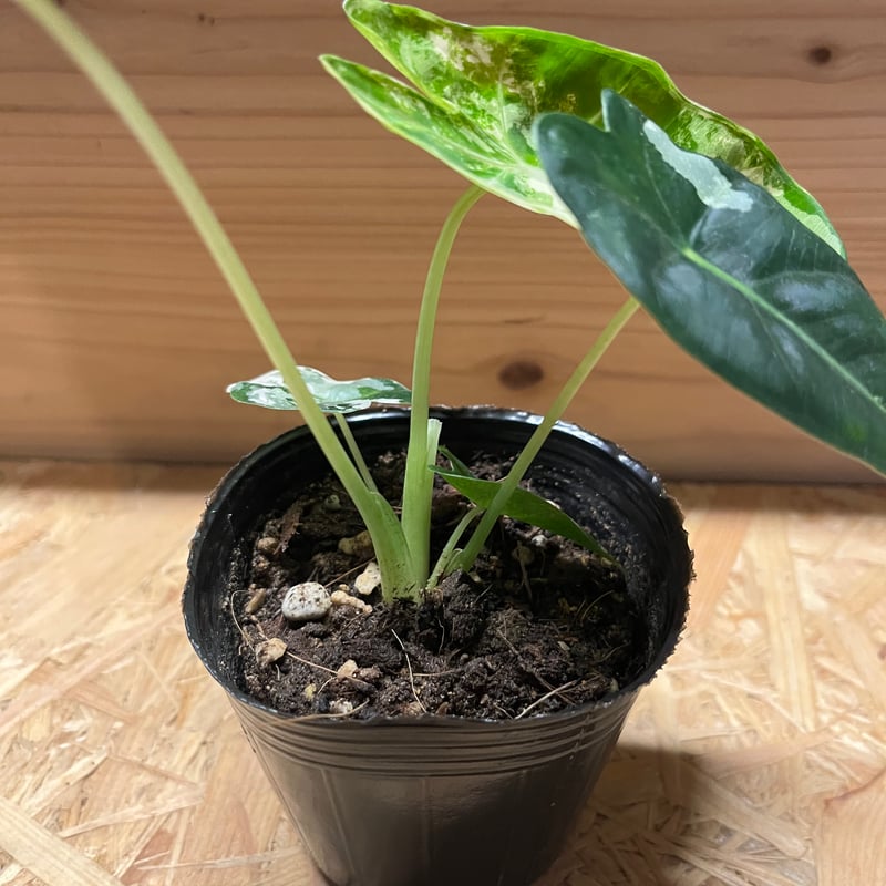 アロカシア グリーンベルベット 斑入り | GREEN LUCK