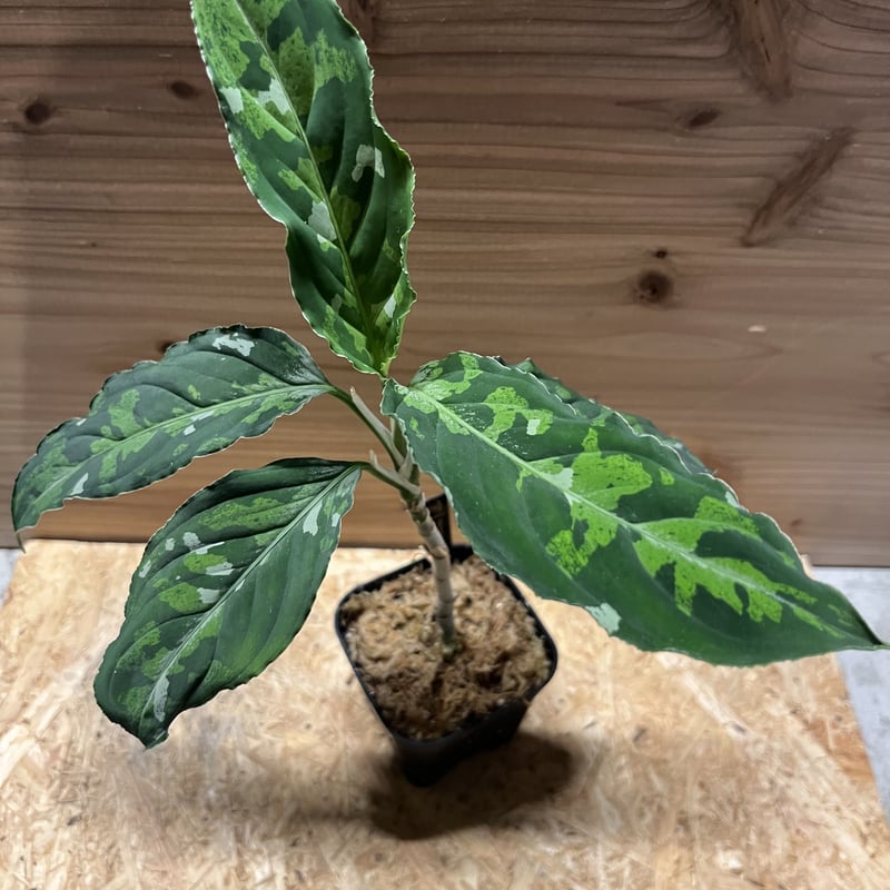 アグラオネマ ピクタム トリカラー ZP0715-01 - 観葉植物