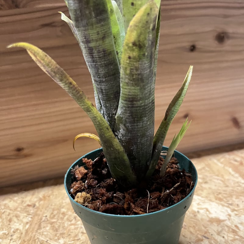 ネオレゲリア パウシフローラ スーパーホワイトクローン | GREEN