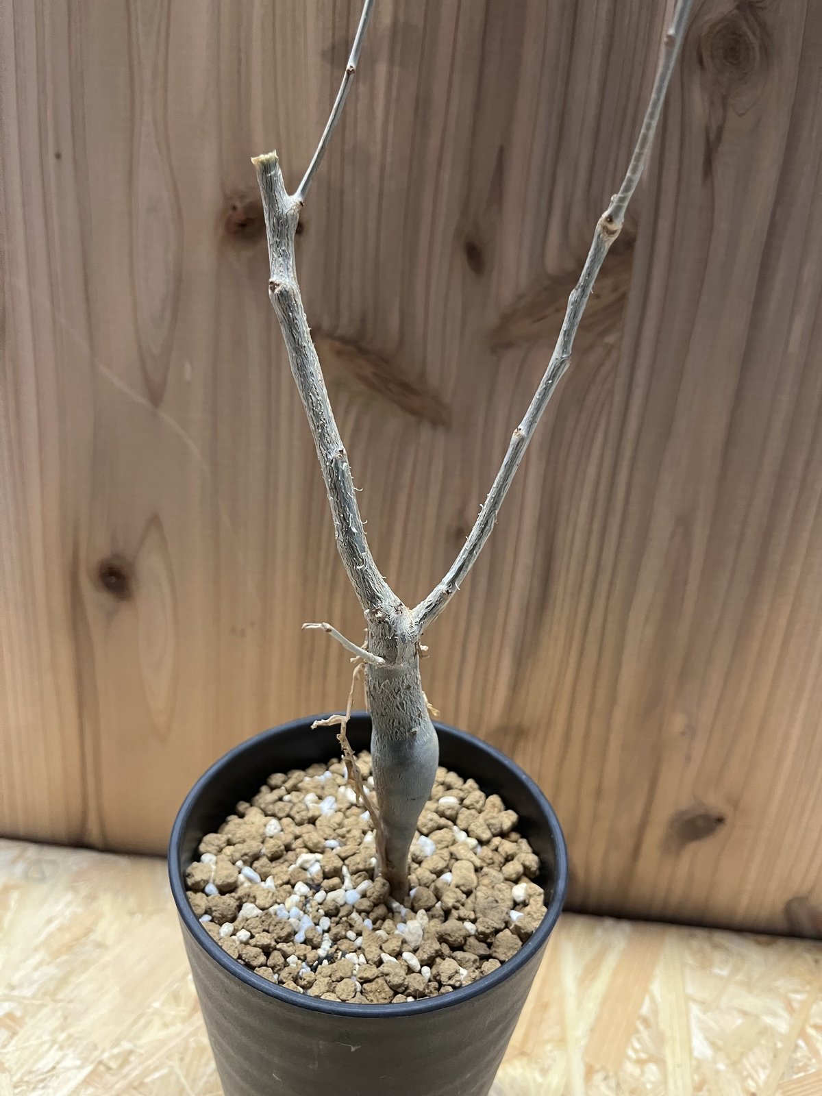 ブルセラ ファガロイデス | GREEN LUCK