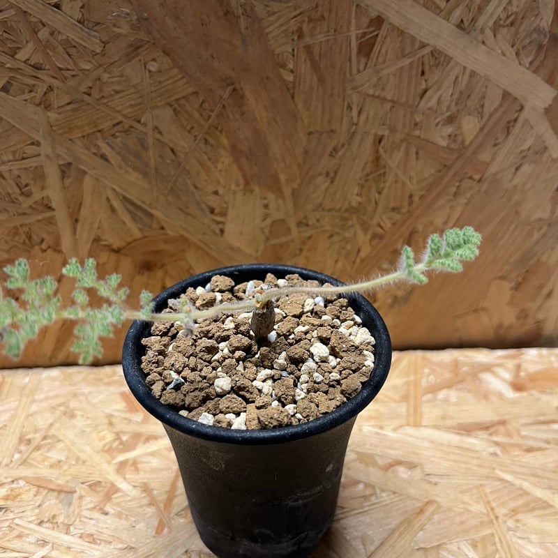 ペラルゴニウム トリステ | GREEN LUCK