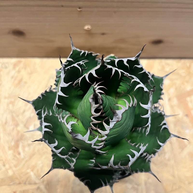 アガベ ホリダ | GREEN LUCK