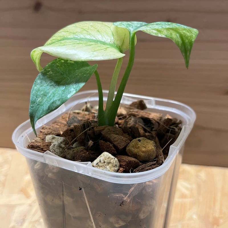 モンステラ デリシオーサ ホワイトモンスター | GREEN LUCK