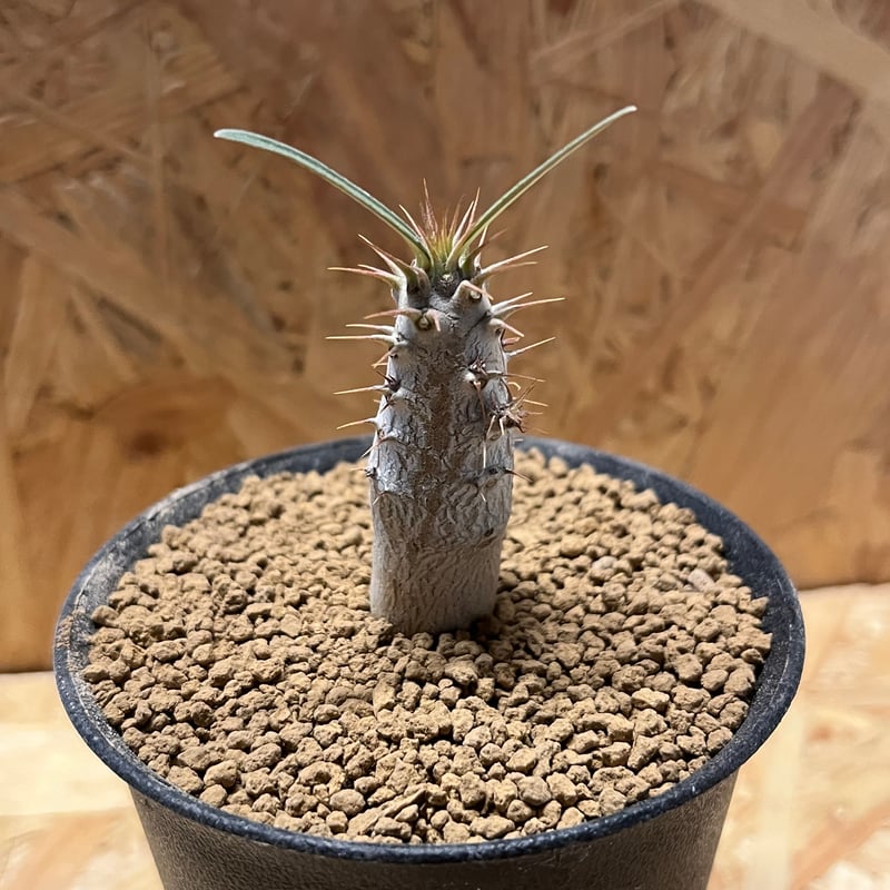 パキポディウム グラキリス | GREEN LUCK