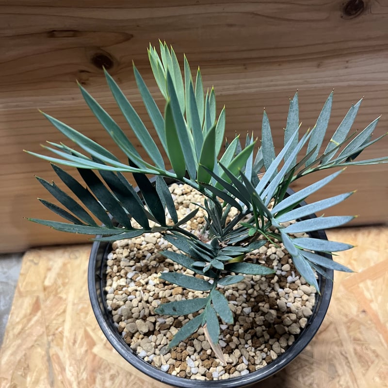 エンセファラルトス レーマニー | GREEN LUCK