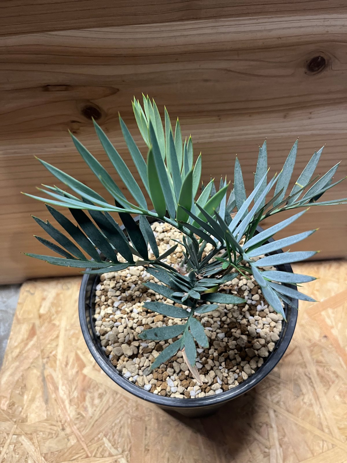 ホレマニー オレンジ ② ホレマニー オレンジ ② エキノドルス ホレマニーオレンジ