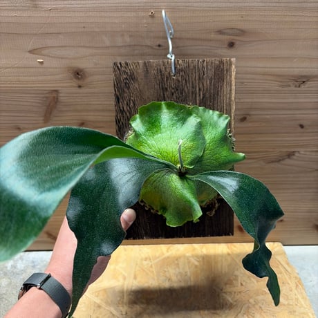 ビカクシダ ヒリー 'パオパオ' | GREEN LUCK