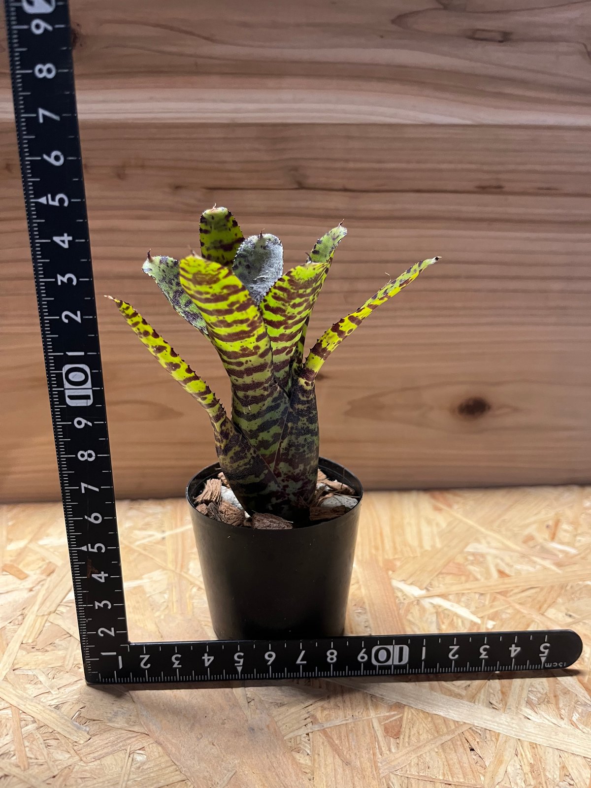 ネオレゲリア エテリア | GREEN LUCK