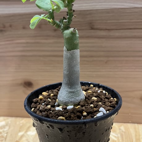 アデニア　グラウカ　幻蝶かずら