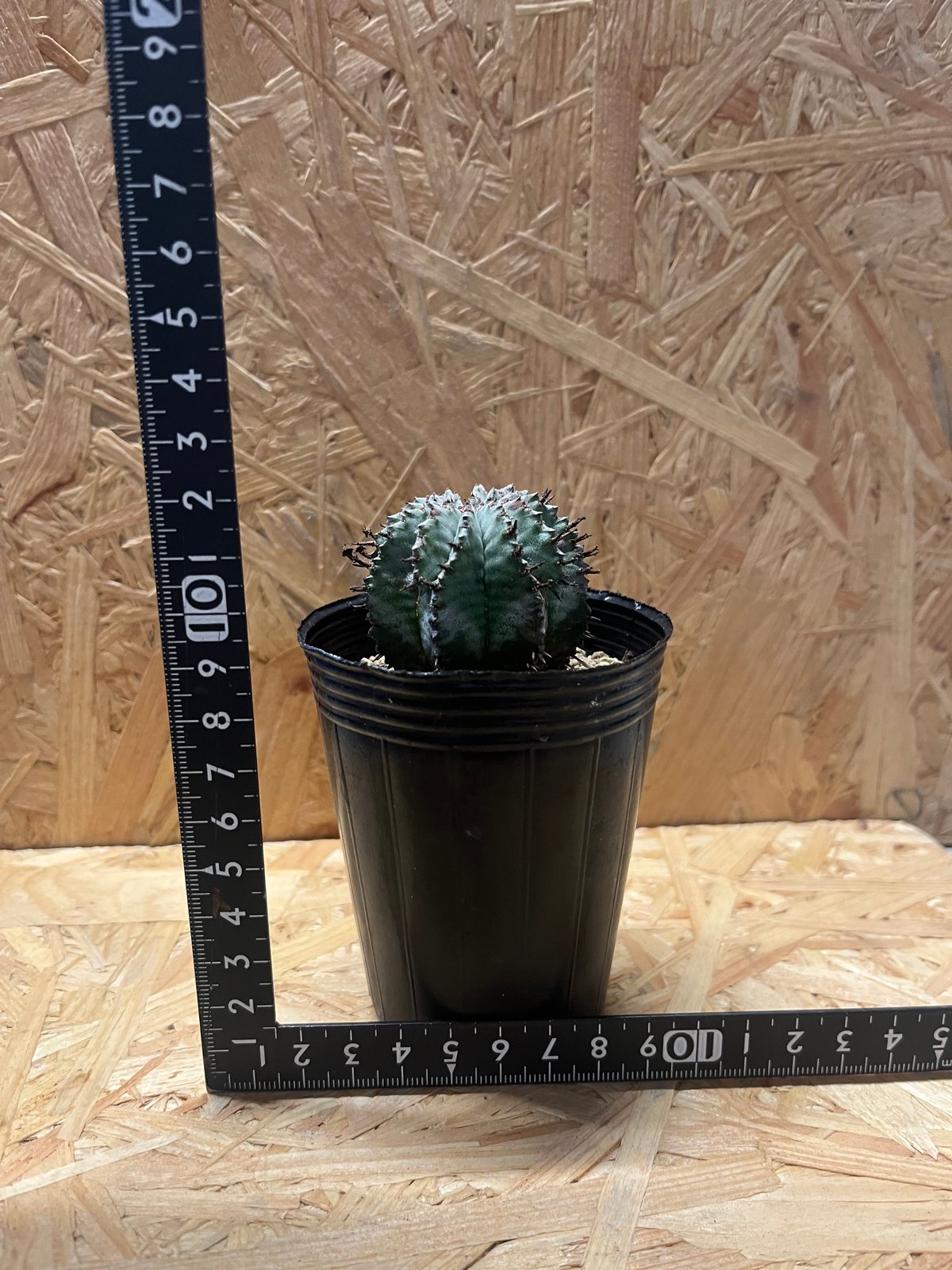 ユーフォルビア ホリダ | GREEN LUCK