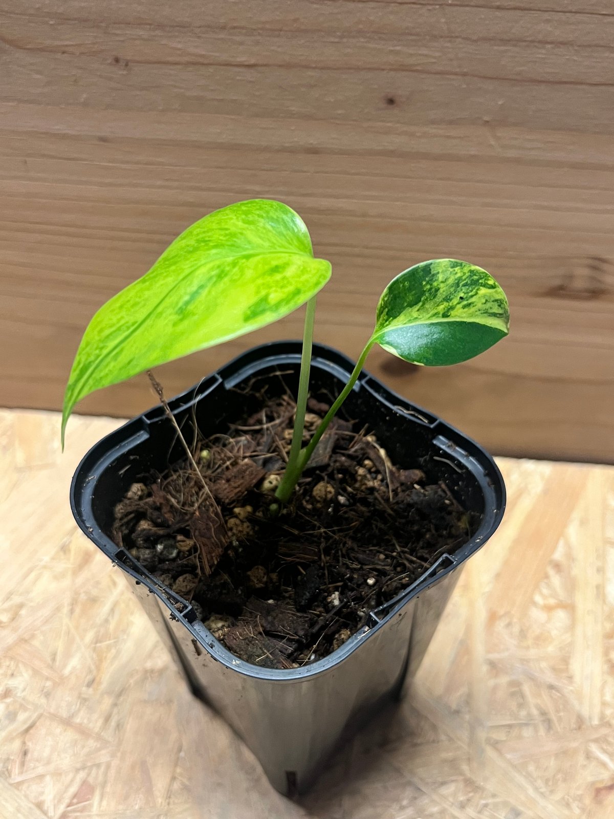 モンステラ　デリシオーサ　イエローマリリン　Monstera Deliciosa モンステラデリシオーサイエローマリリン( Monstera Deliciosa