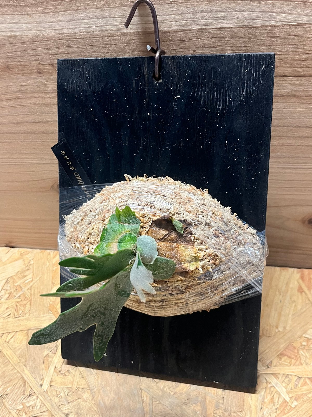 ビカクシダ OMG スポア | GREEN LUCK