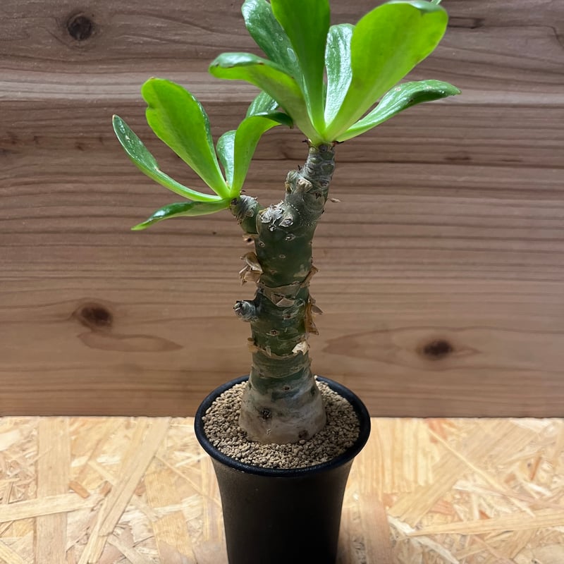 チレコドン パニクラータス　発根済み　現12 チレコドン パニクラータス 発根済み 現12