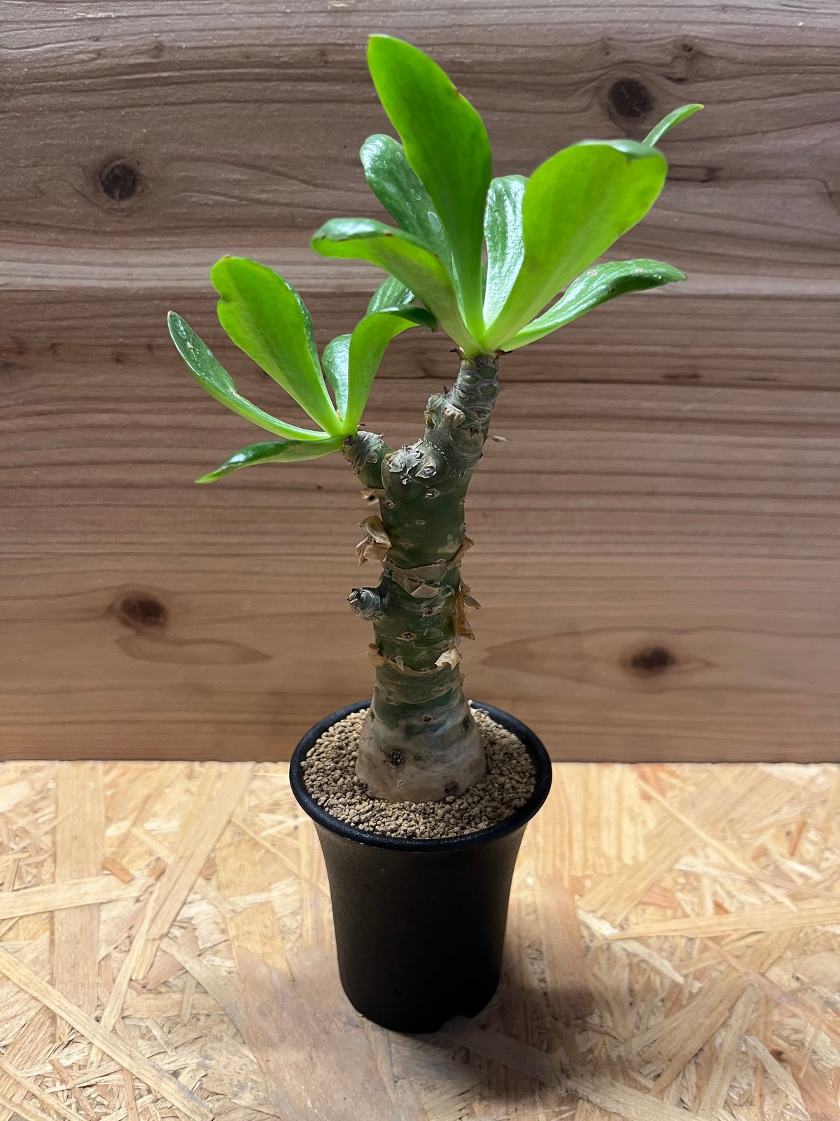 チレコドン パニクラータス　発根済み　現12 fit=scale-down,w=1200