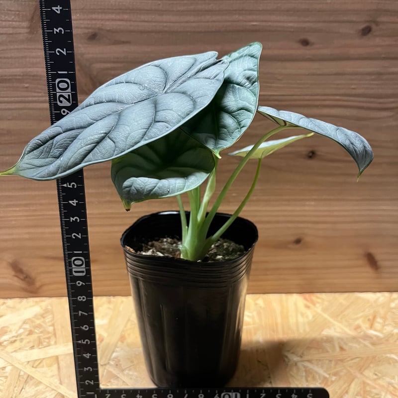 アロカシア シルバードラゴン | GREEN LUCK