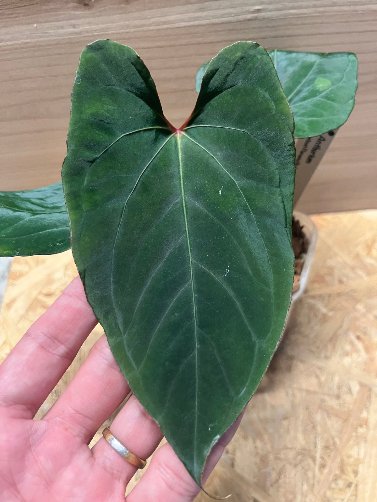 アンスリウム　ダーケストパナマ　hybrid RLFS anthurium アンスリウム ダーケストパナマ×ホフマニー | GREEN LUCK