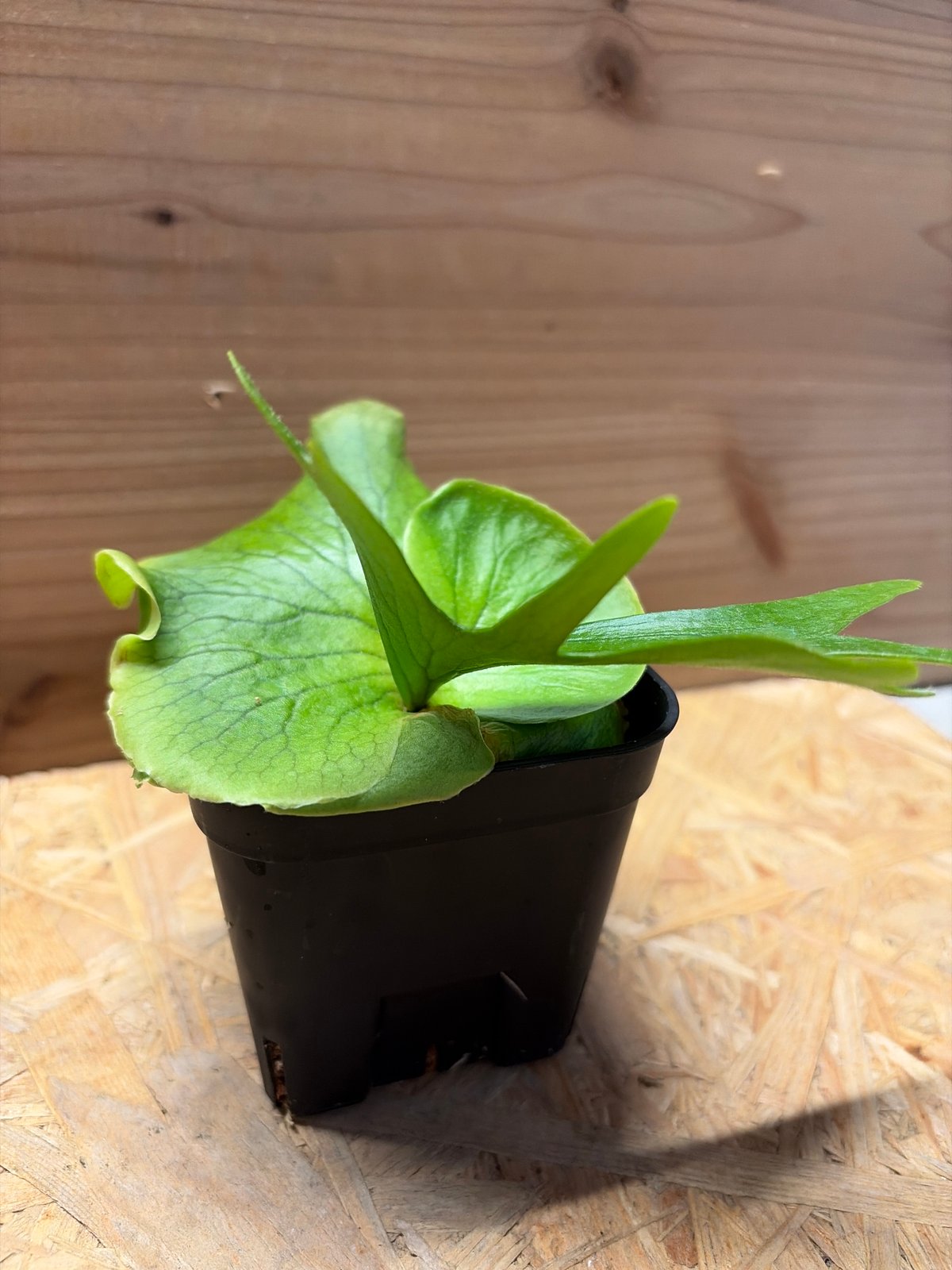 ビカクシダ コロナリウム | GREEN LUCK