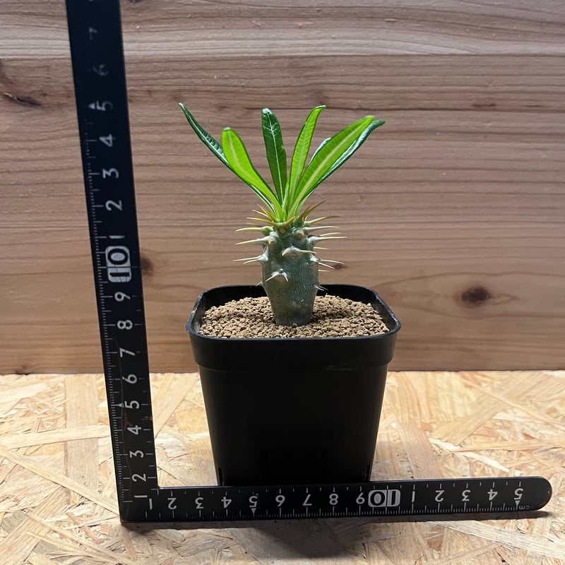 パキポディウム アンボンゲンセ | GREEN LUCK