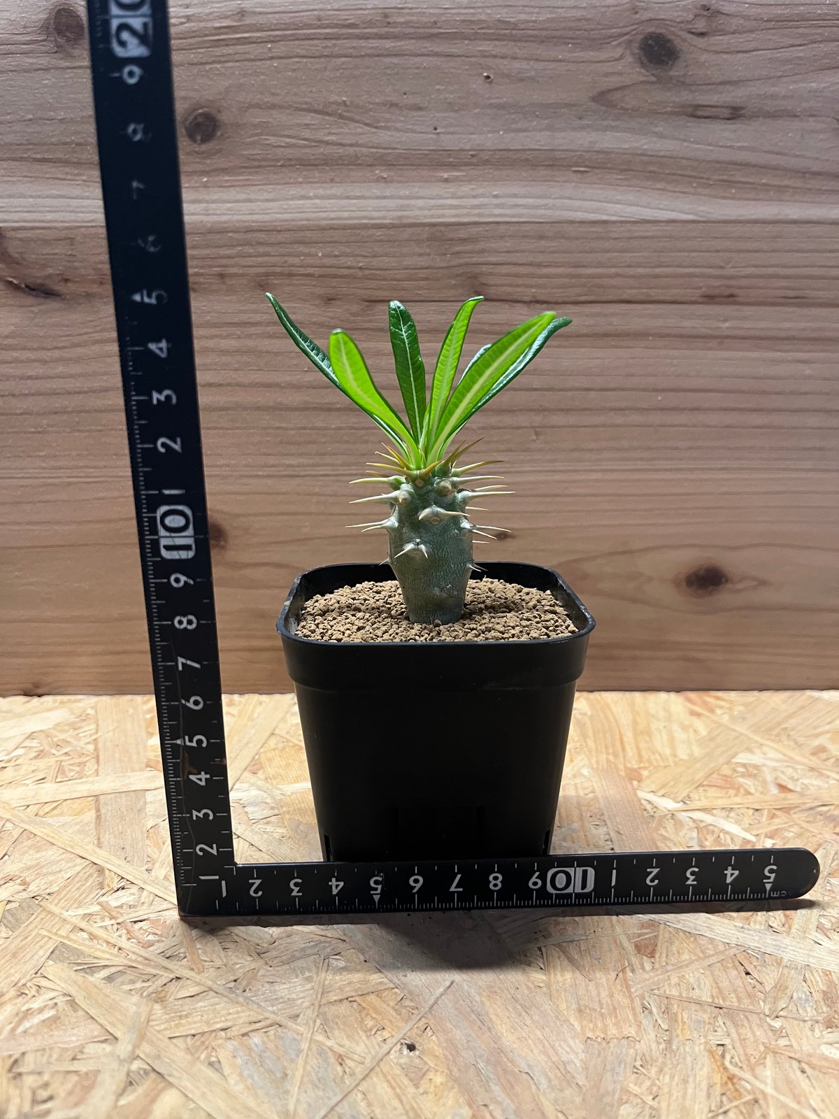 パキポディウム アンボンゲンセ | GREEN LUCK