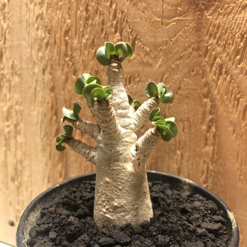 アデニウム アラビカム 巻葉 | GREEN LUCK
