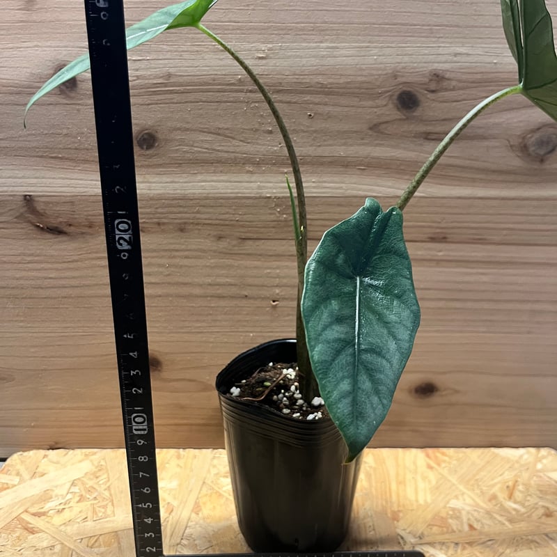 アロカシア メタリックブルー | GREEN LUCK