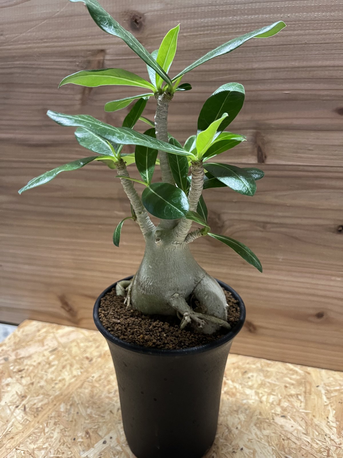 アデニウム　アラビカム アデニウム LUCK GREEN | アラビカム 塊根植物・コーデックス