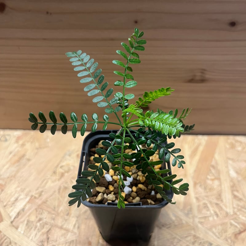 ブルセラ ミクロフィラ | GREEN LUCK