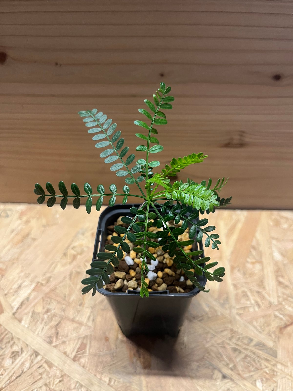 ブルセラ　ミクロフィラ　実生 Bursera microphilla【ブルセラ・ミクロフィラ・実生】 | RIMO'S GREEN