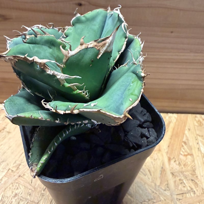 アガベチタノタ　蚩尤 アガベ チタノタ“ 蚩尤”】品種保証/ブツブツ/葉幅広い/K1 - メルカリ