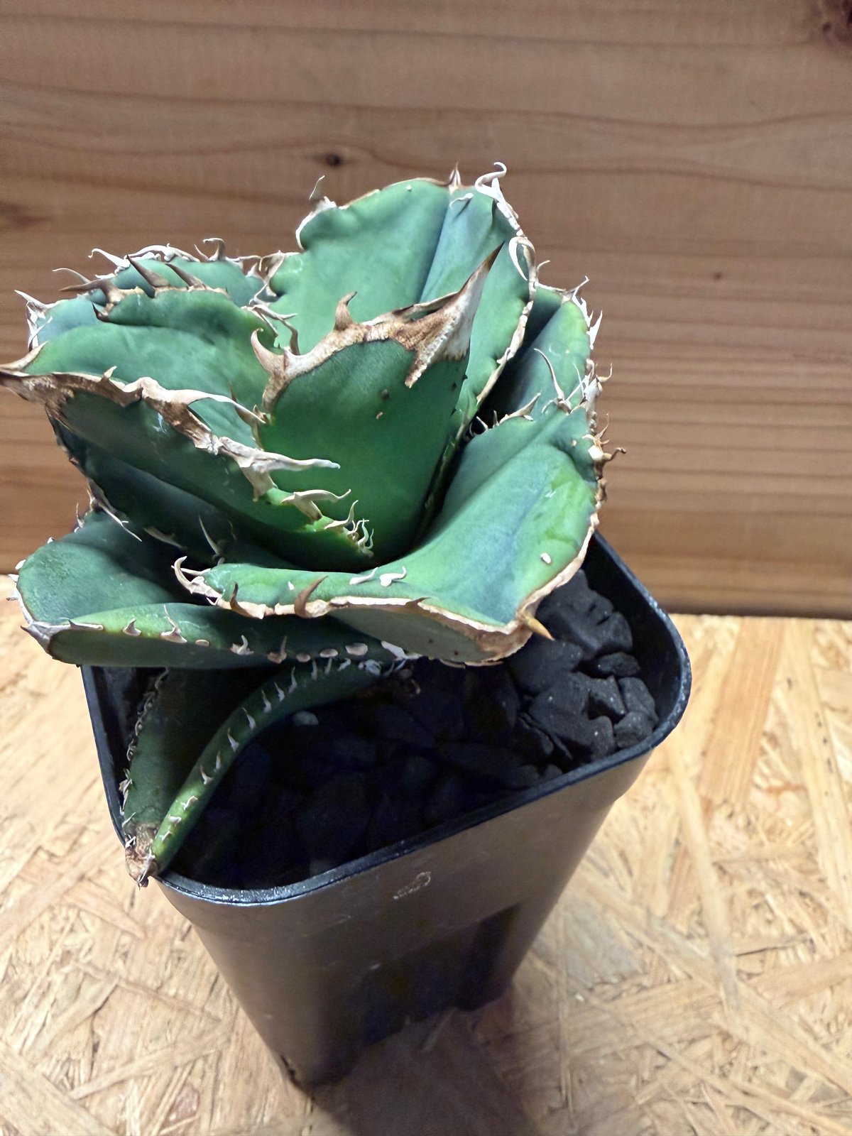 アガベ チタノタ '蚩尤' | GREEN LUCK