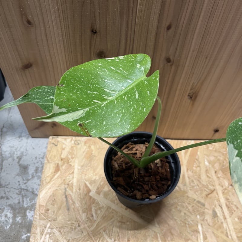 モンステラ 斑入り モンステラ：斑入り（黄斑） 5号24-03 の通販 | 園芸ネット