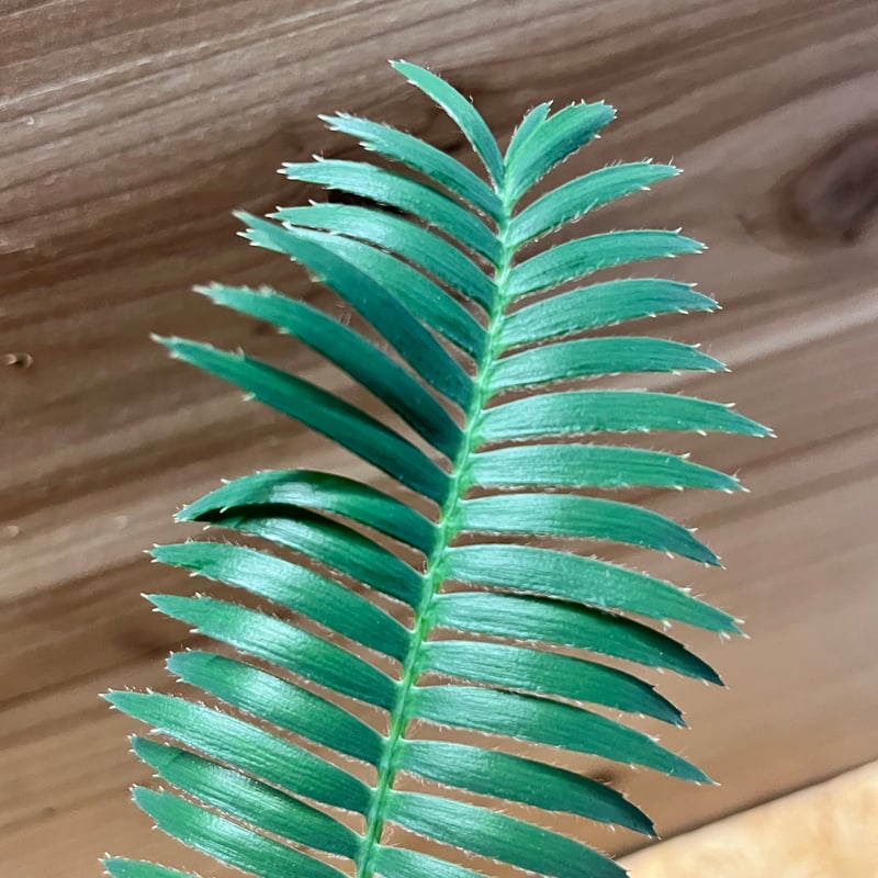 ディオーン エデュレ 'パルマソラ' | GREEN LUCK