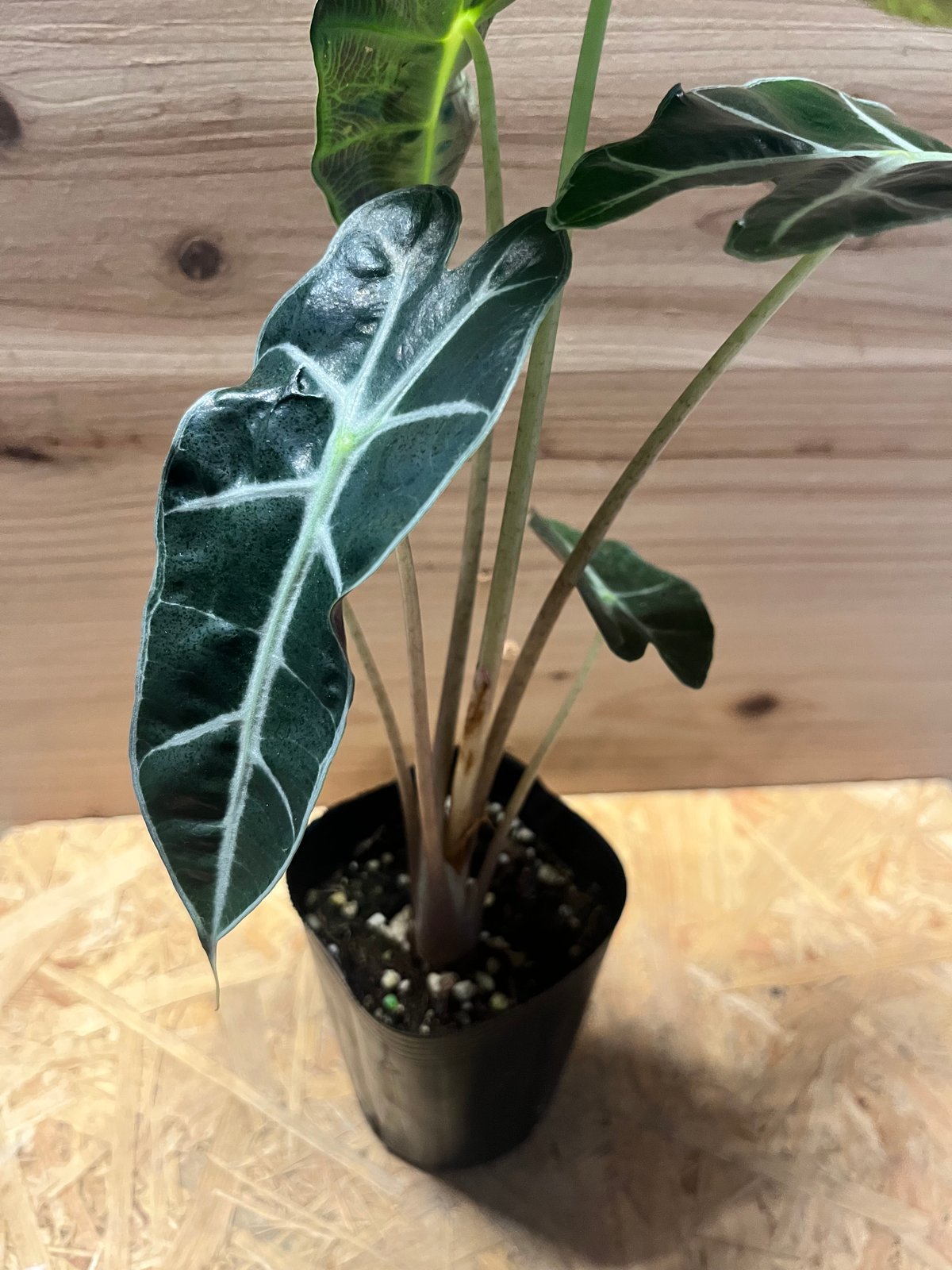 アロカシア　シンポ　バリエガータ アロカシア アマゾニカ ポリー ピンクバリエガータ | GREEN LUCK