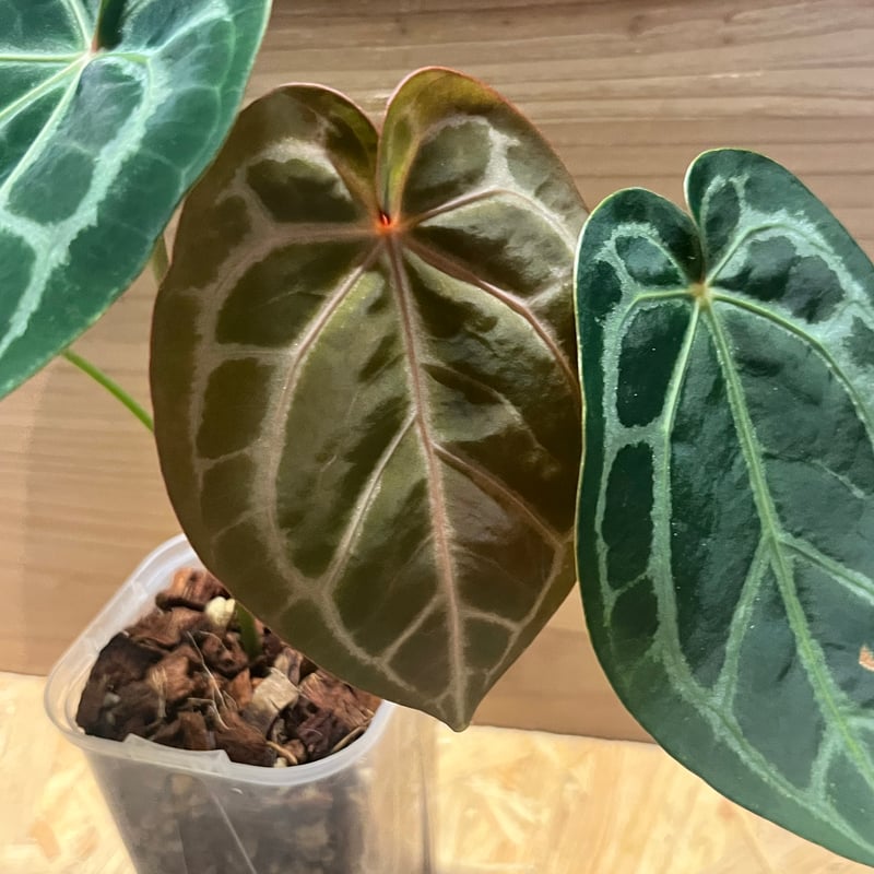 アンスリウム マグニフィカム'シルバー'×（ミシェル×ザラ）F3 | GREEN LUCK