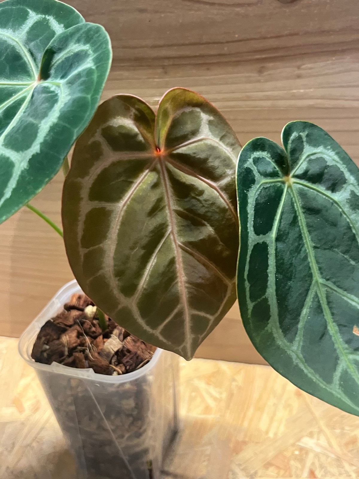 アンスリウム マグニフィカム'シルバー'×（ミシェル×ザラ）F3 | GREEN LUCK