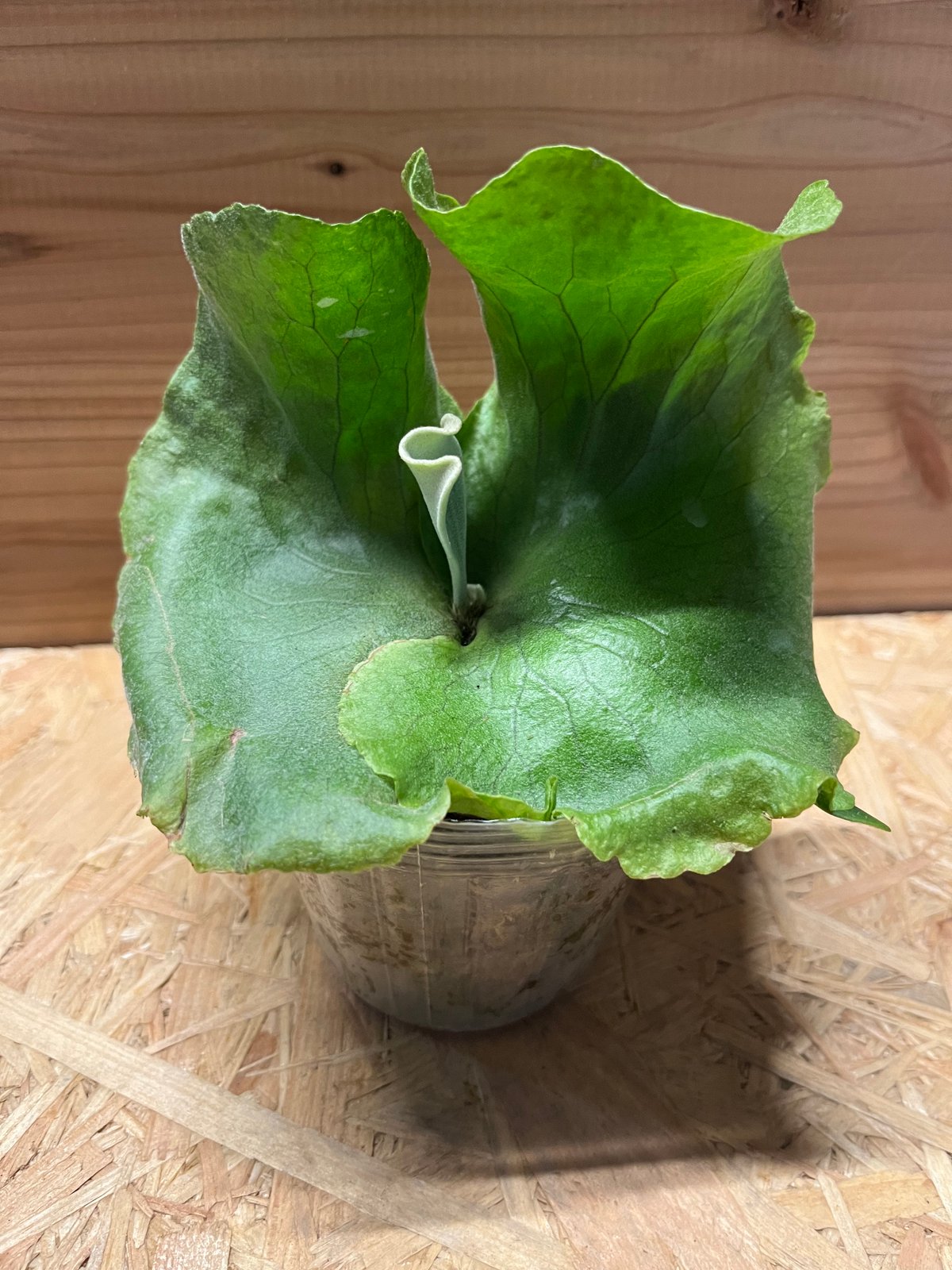 ビカクシダ　クアドリディコトマム子株 ビカクシダ クアドリディコトマム | 横浜亜熱帯化計画