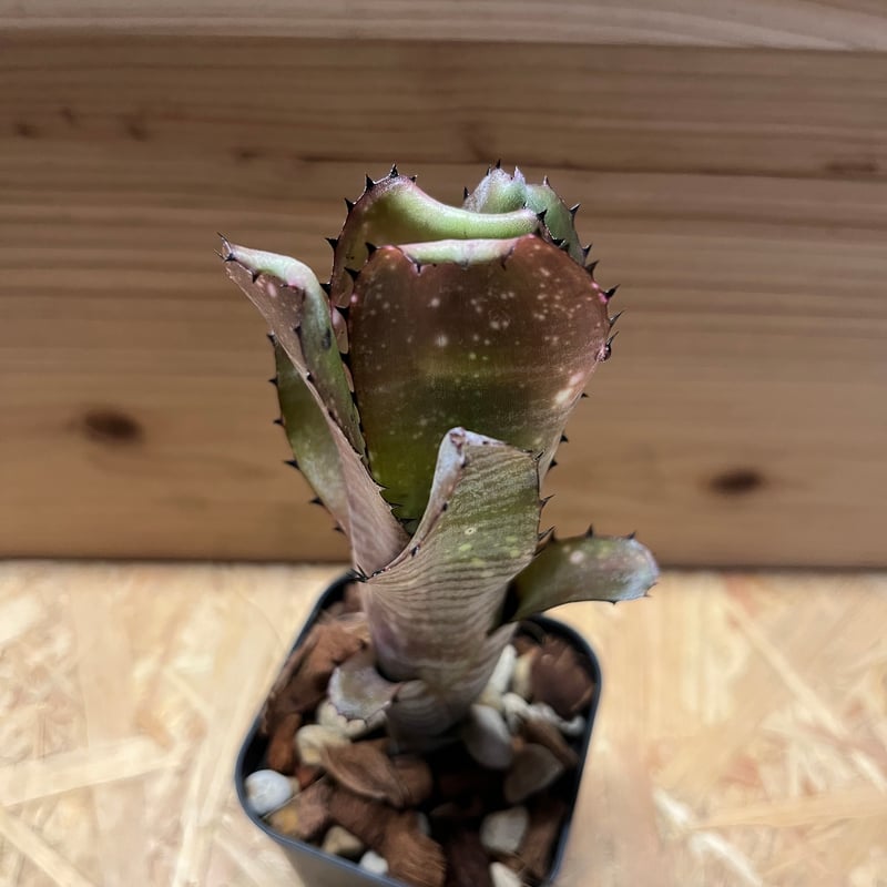 ビルベルギア カハカイ | GREEN LUCK