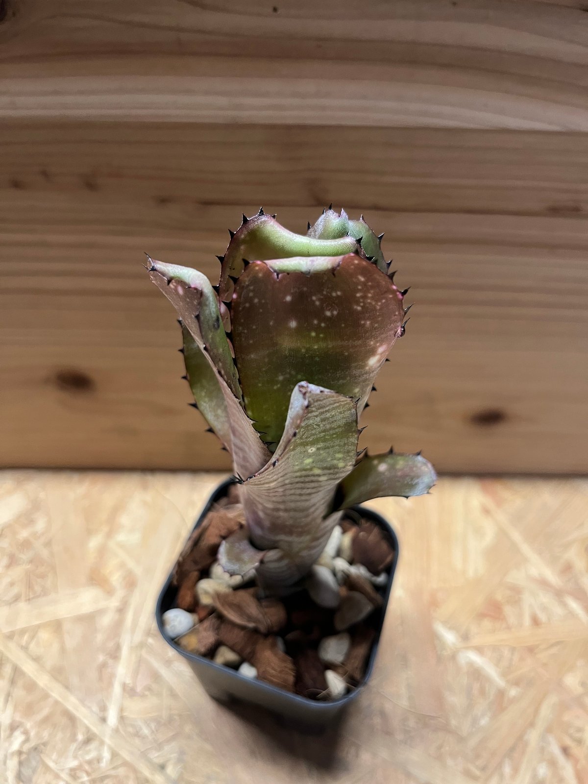 ビルベルギア カハカイ | GREEN LUCK