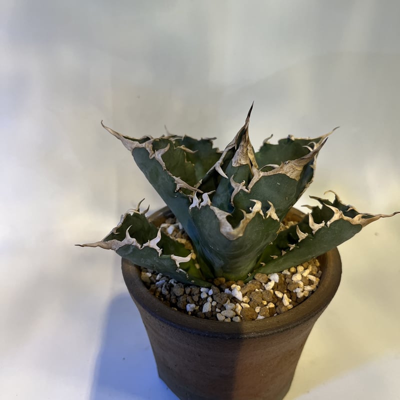 アガベ チタノタ 狂棘夕映 ソーラーエクリプス×伝市鉢 | GREEN LUCK