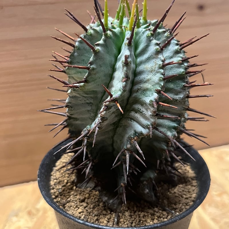 ユーフォルビア ホリダ | GREEN LUCK