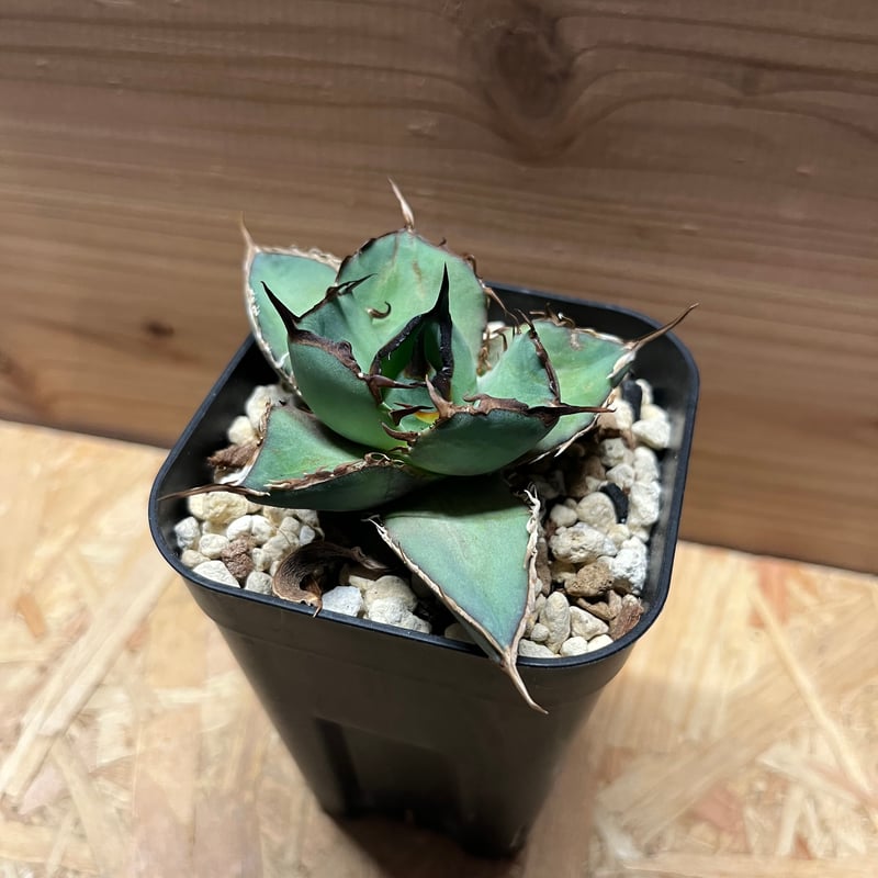 アガベ チタノタ ソルティードッグ | GREEN LUCK