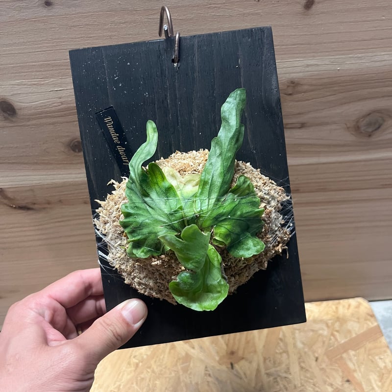 ビカクシダ ワンダエドワーフ | GREEN LUCK