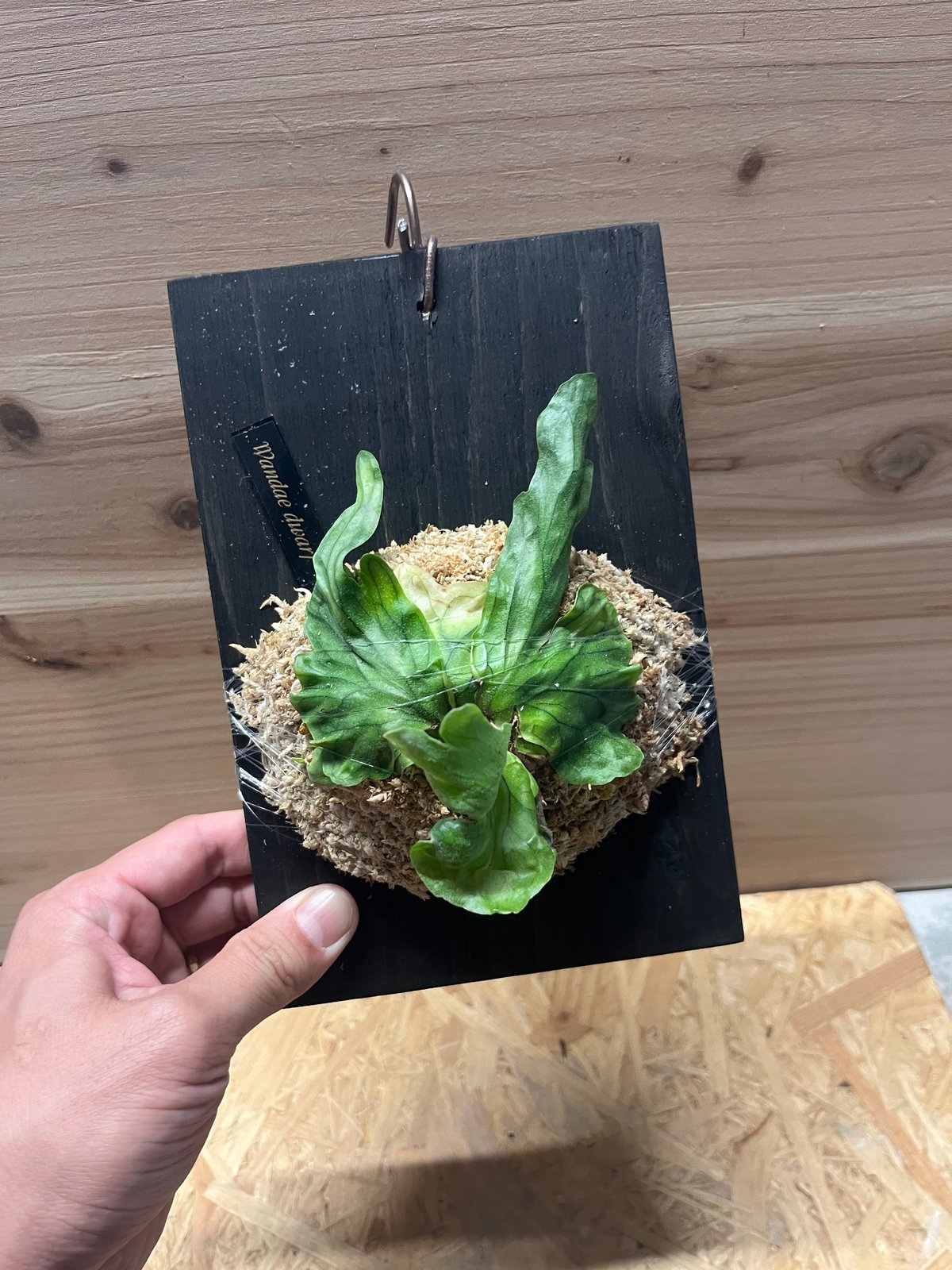 ビカクシダ ワンダエドワーフ | GREEN LUCK