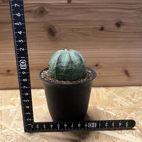 ユーフォルビア　オベサ